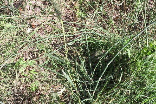 Canada wild rye