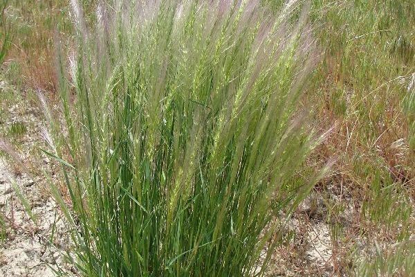 Bottlebrush squirreltail