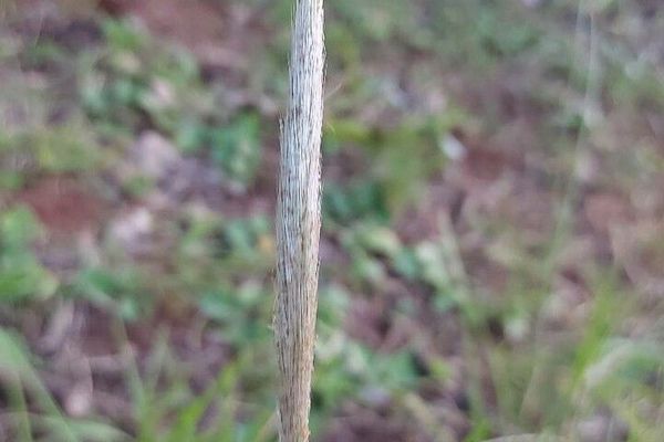 Blue wild rye
