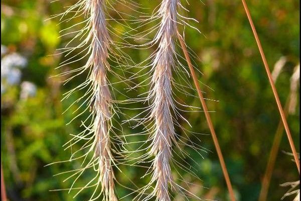 Siberian wild rye