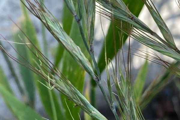 Elymus tsukushiensis