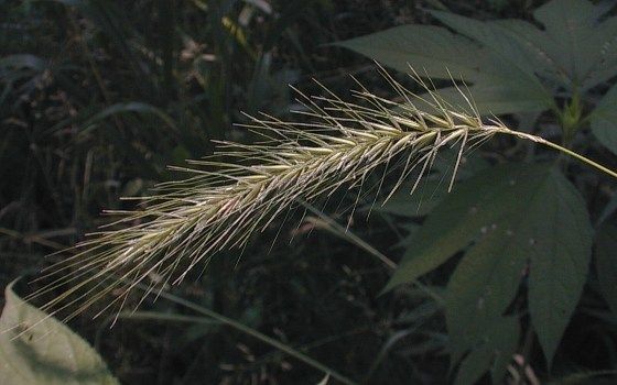 Hairy wild rye