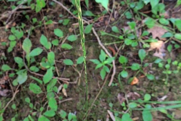 Slender wheatgrass
