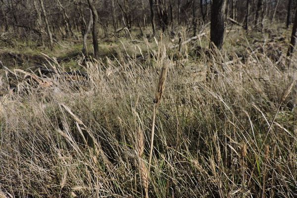 Virginia wild rye