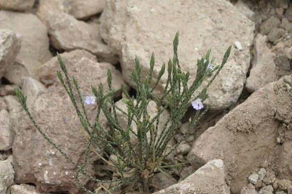 Purple scalystem