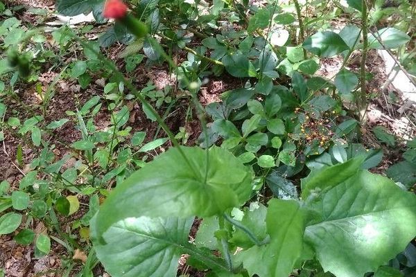 Florida tasselflower