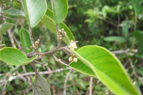Emmotum nitens