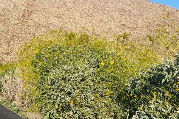 Brittlebush