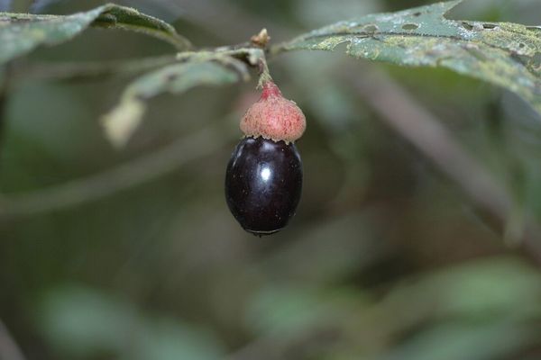 Endlicheria paniculata