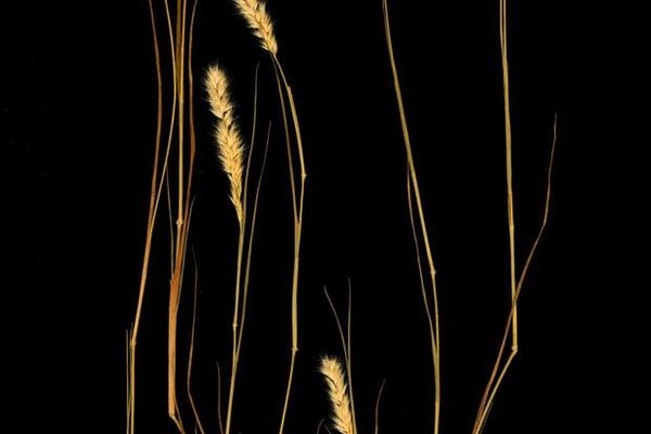 Feather pappus grass