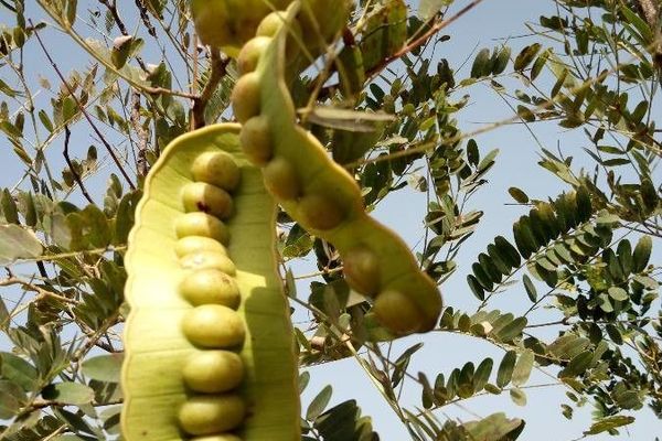 Entada africana