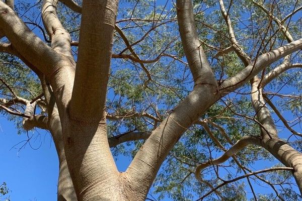 Pacara earpod tree