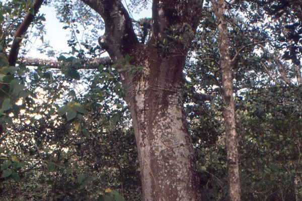 Earpodtree