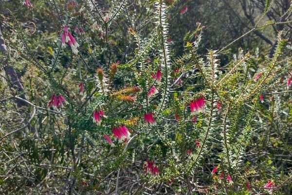 Fuchsia-heath