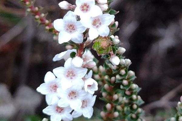 Coral heath