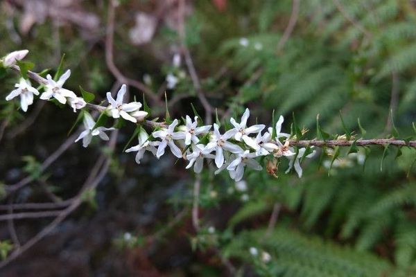 Epacris pulchella