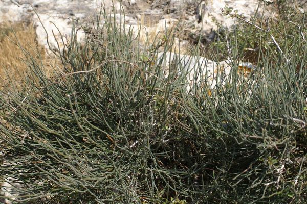 Ephedra foeminea