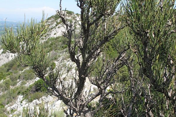 Ephedra major