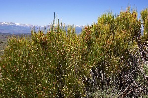 Green ephedra