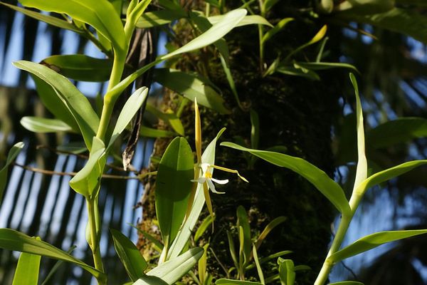 Night scented orchid