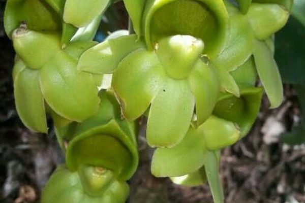 Stiff flower star orchid