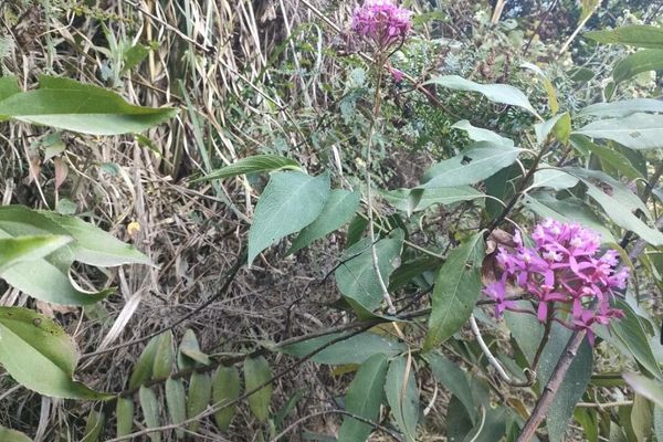 Lopsided star orchid
