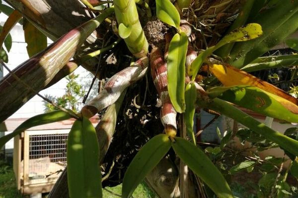 Epidendrum stamfordianum