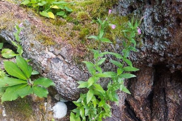 Alpine willowherb