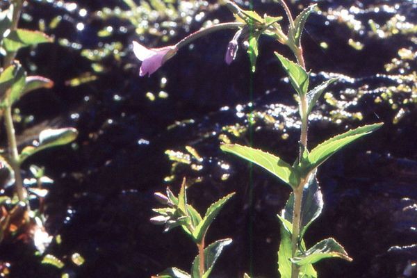 Chickweed willowherb