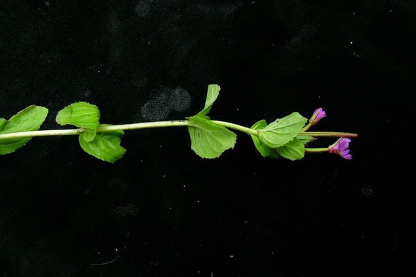 Epilobium amurense