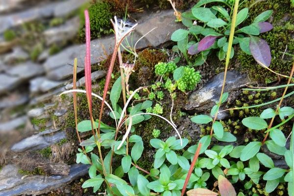 Pimpernel willowherb