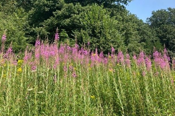 Rosebay willowherb
