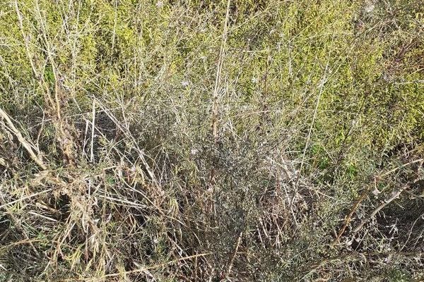 Tall annual willowherb