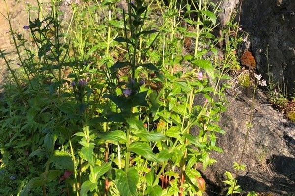 American willowherb