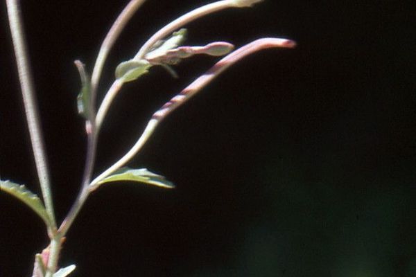 Cliff willowherb