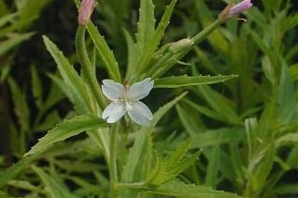 Purpleleaf willowherb