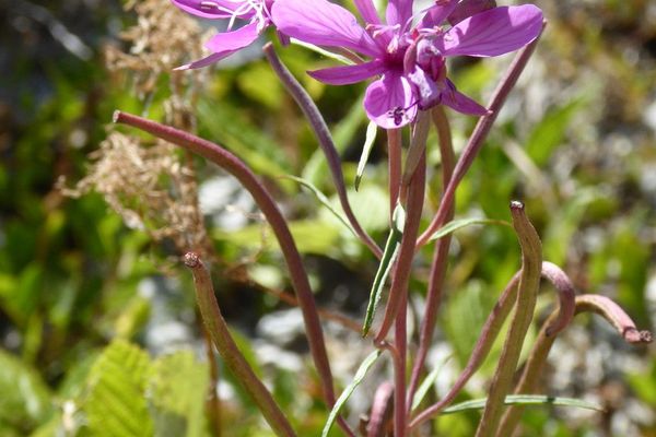 Epilobium dodonaei