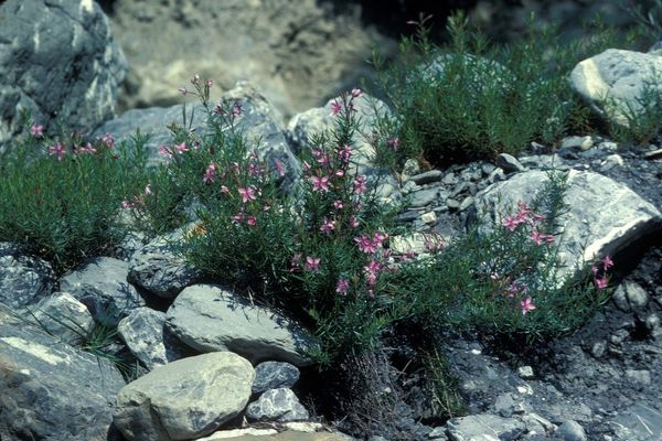 Epilobium fleischeri