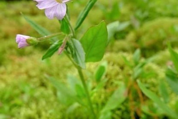 Hornemann's willowherb