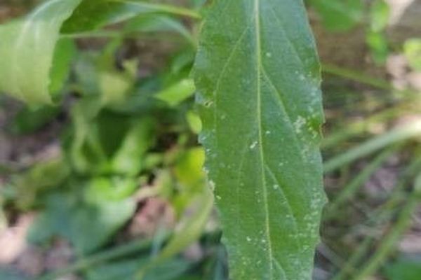 Spear-leaved willowherb