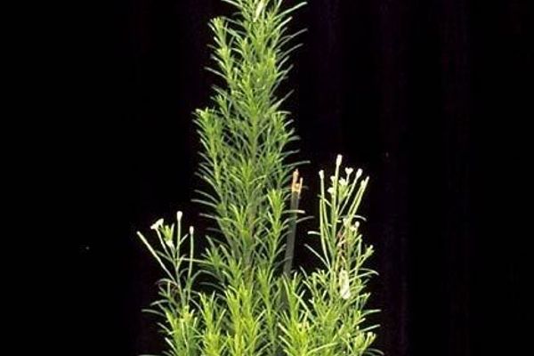 Bog willowherb