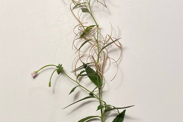Broadleaf willowherb