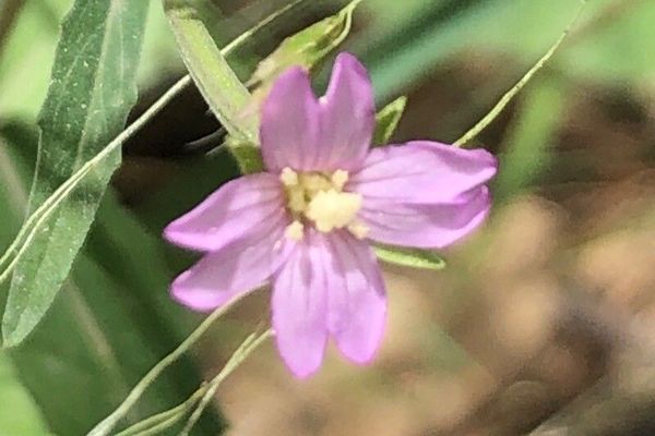 Dwarf willowherb