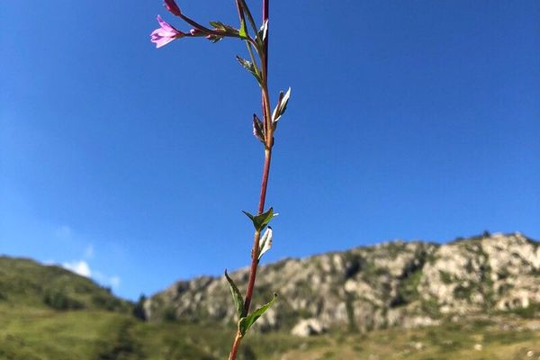 Marsh willowherb