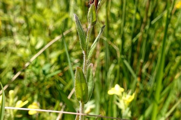 Hoary willowherb