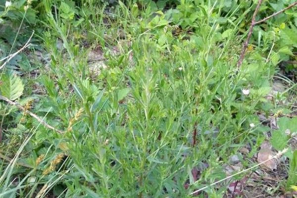 Pale willowherb