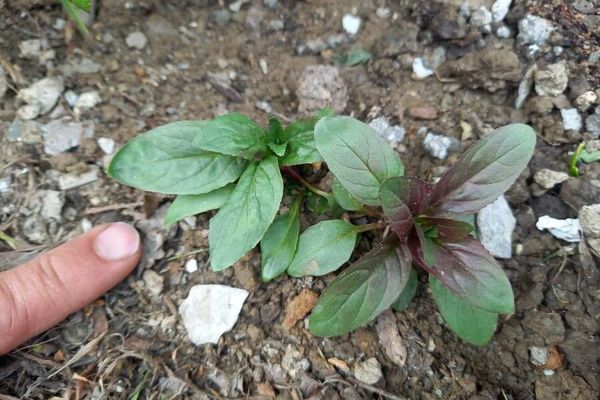 Square-stemmed willowherb
