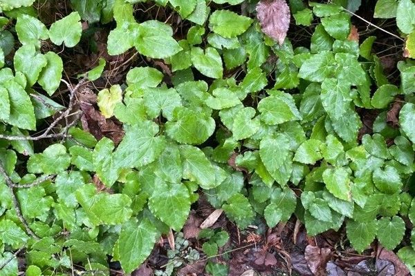 Barrenwort