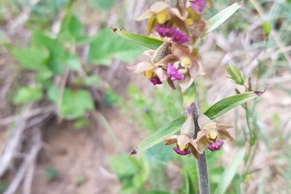 Royal helleborine