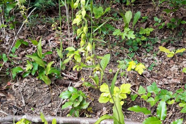 Broadleaf helleborine